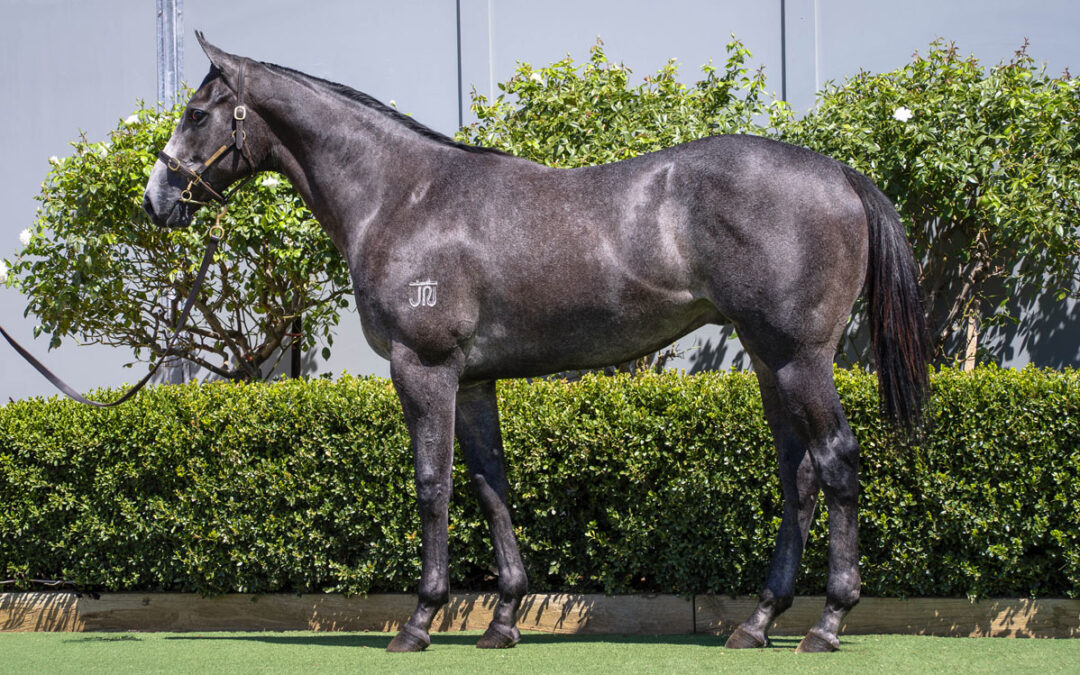 Lot 70: D’Argento x Terminally Pretty colt