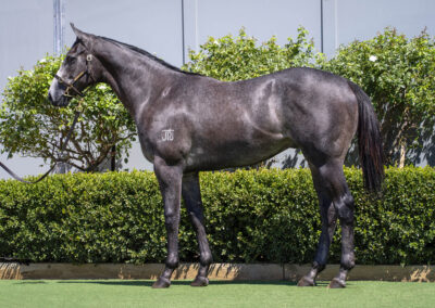 Lot 70: D’Argento x Terminally Pretty colt