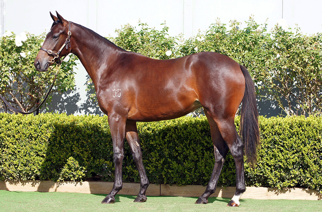 Lot 1019: Diatonic (Jpn) x Abr Al Hudood (Jpn) filly