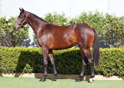 Lot 1019: Diatonic (Jpn) x Abr Al Hudood (Jpn) filly