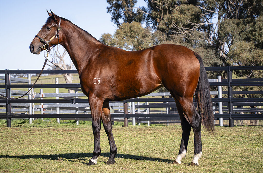 Lot 1021: D’Argento x Absolutely Panda’s filly