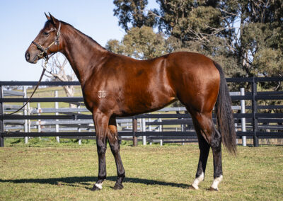Lot 1021: D’Argento x Absolutely Panda’s filly