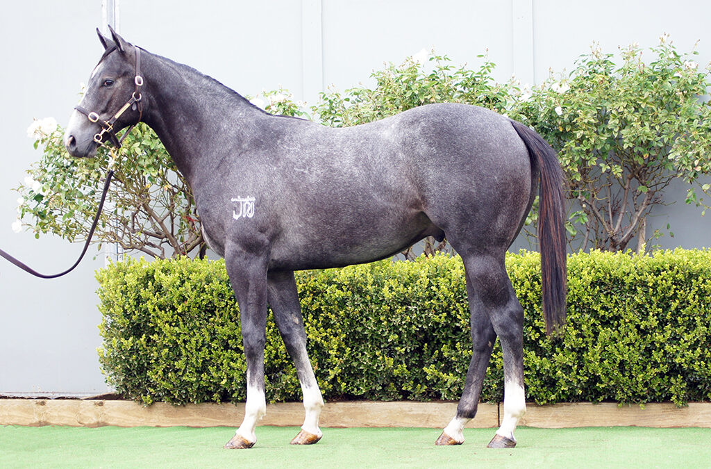 Lot 1043: D’Argento x Atalanta Miss colt