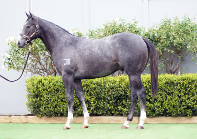 Lot 1043: D’Argento x Atalanta Miss colt