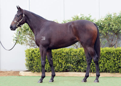 Lot 1228: D’Argento x Corsa Rosa filly