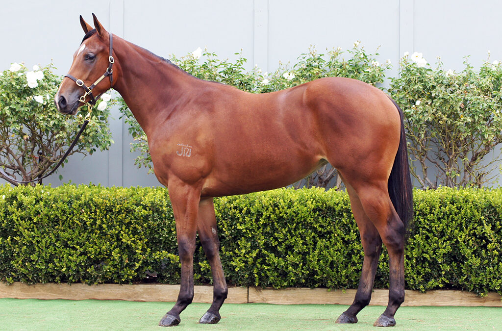 Lot 1085: D’Argento x Cosmology filly