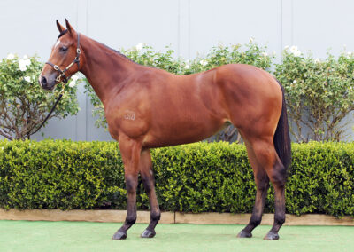 Lot 1085: D’Argento x Cosmology filly