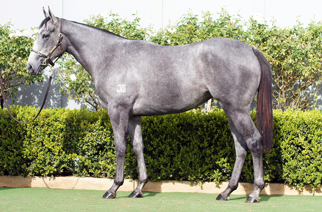 Lot 1093: D’Argento x Deep Value filly