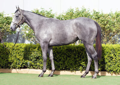 Lot 1093: D’Argento x Deep Value filly