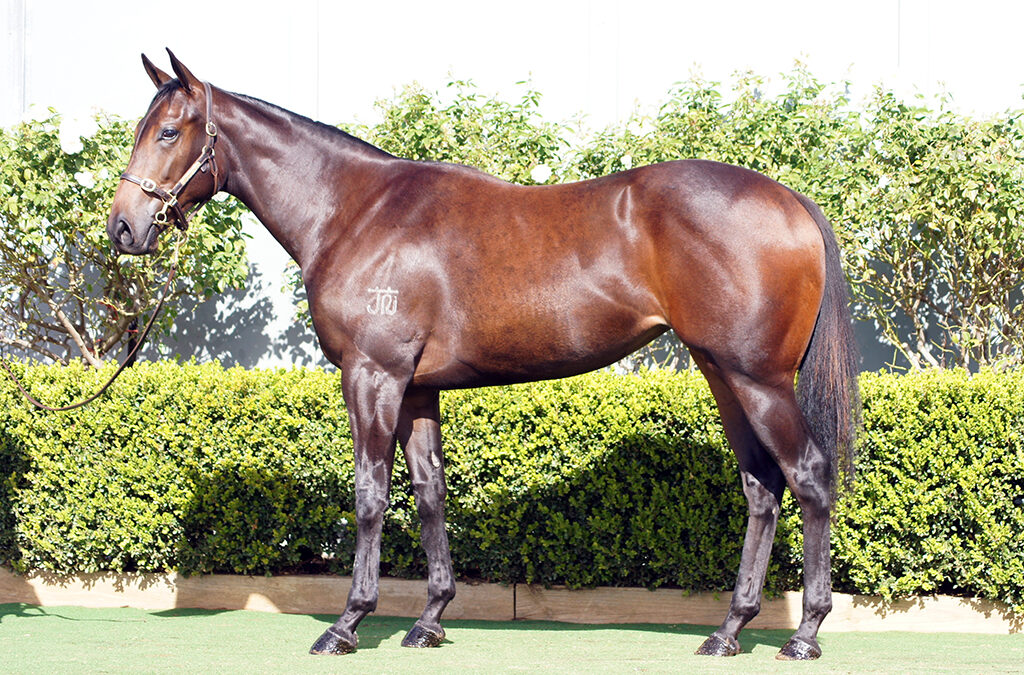 Lot 1232: D’Argento x Eastern Breeze filly