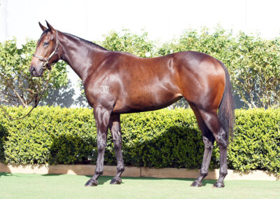 Lot 1232: D’Argento x Eastern Breeze filly