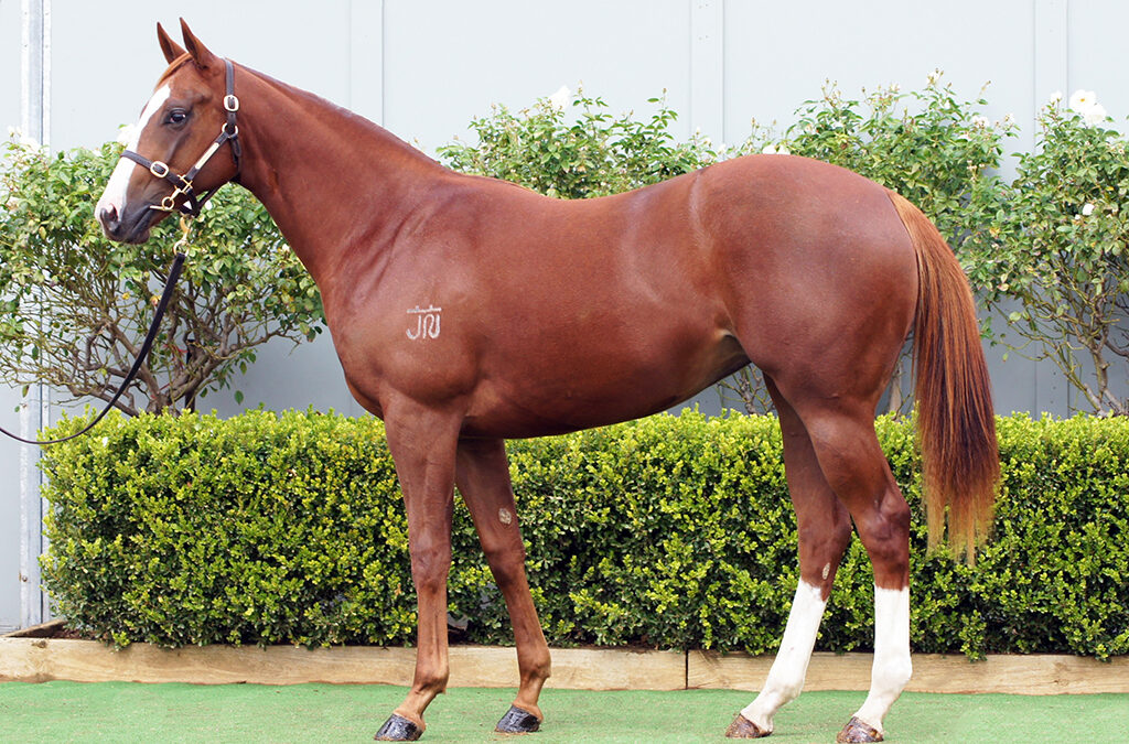 Lot 1120: Best Of Bordeaux x Gatsby’s Girl filly