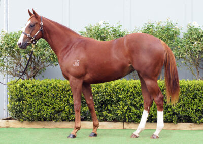 Lot 1120: Best Of Bordeaux x Gatsby’s Girl filly