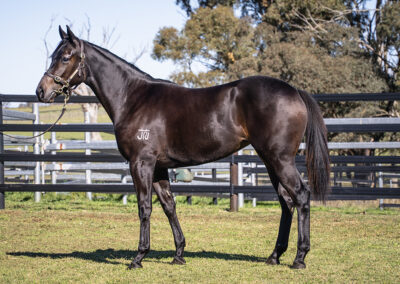 Lot 1240: Daumier x Girl You Want filly