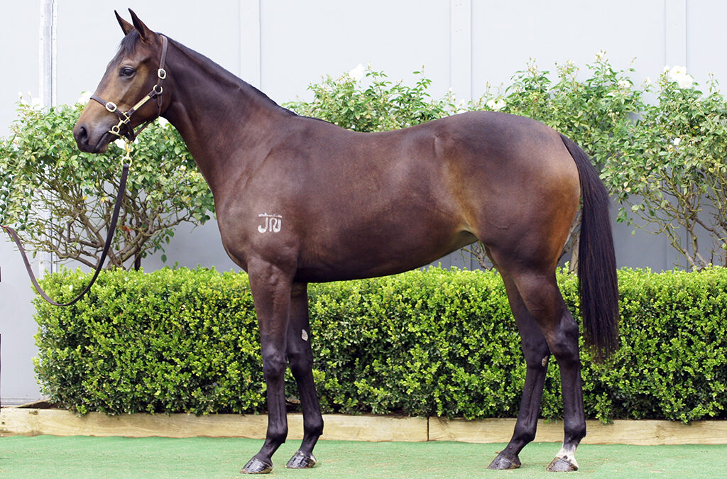 Lot 1134: Daumier x High Tango filly