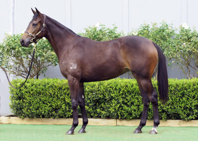 Lot 1134: Daumier x High Tango filly