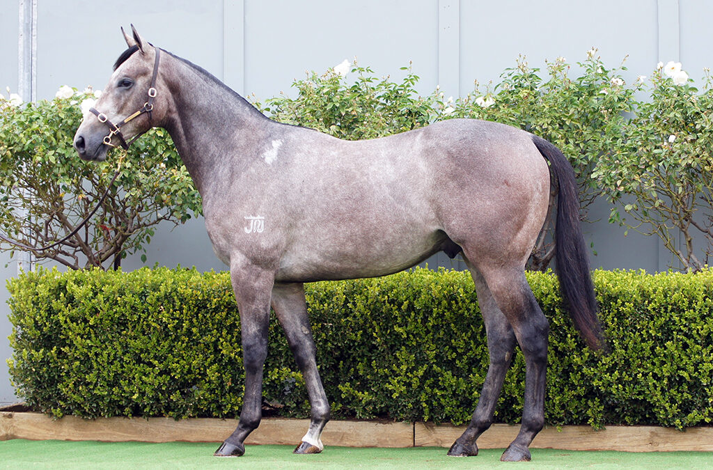 Bowness Stud Offers Significant National Yearling Sale Draft