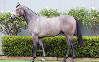 Bowness Stud Offers Significant National Yearling Sale Draft