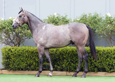 Lot 868: D’Argento x Linden colt