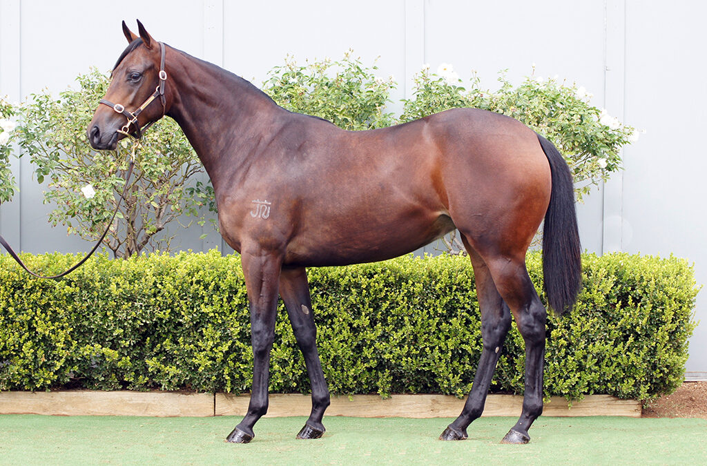 Lot 909: Best Of Bordeaux x Oojooba filly