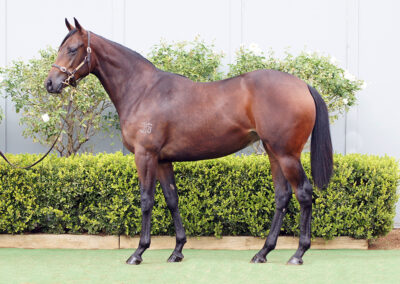 Lot 909: Best Of Bordeaux x Oojooba filly