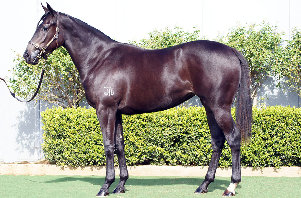 Lot 926: D’Argento x Queen Street Boss filly