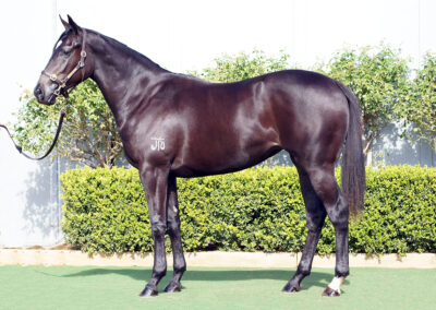 Lot 926: D’Argento x Queen Street Boss filly
