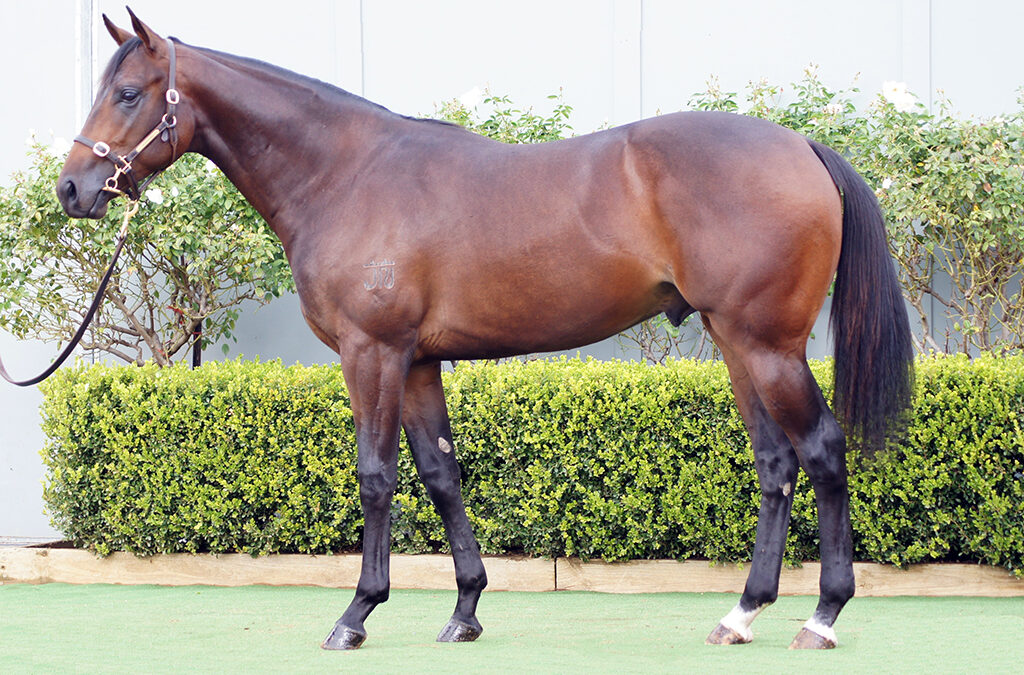 Lot 931: D’Argento x Read My Stars colt