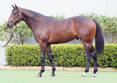 Lot 931: D’Argento x Read My Stars colt