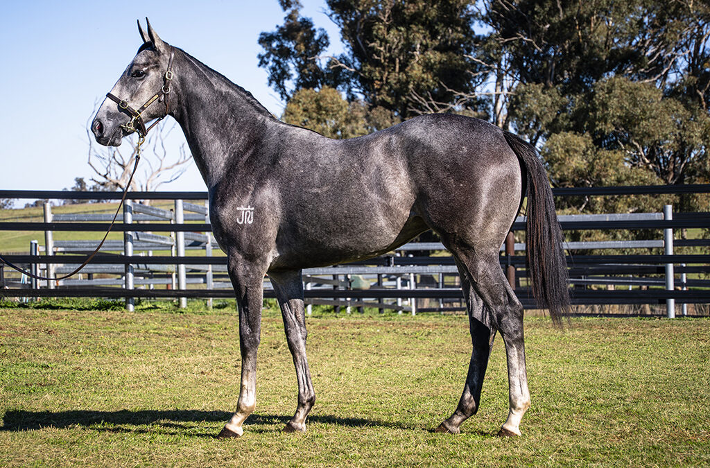 Lot 1198: D’Argento x Rock On Zariz filly