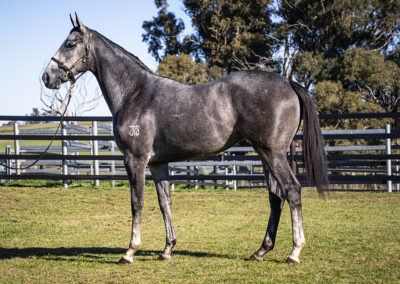 Lot 1198: D’Argento x Rock On Zariz filly