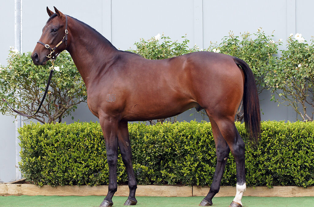 Lot 949: Peltzer x Sarah Elizabeth colt