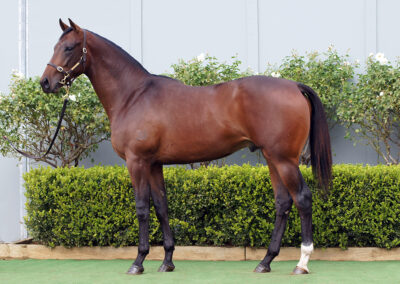 Lot 949: Peltzer x Sarah Elizabeth colt