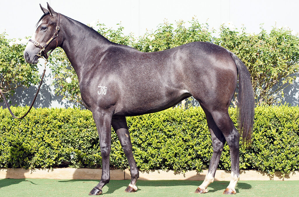 Lot 973: D’Argento x Spiced Delight filly