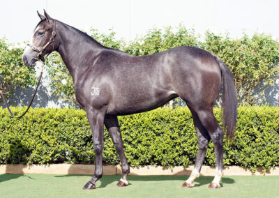 Lot 973: D’Argento x Spiced Delight filly