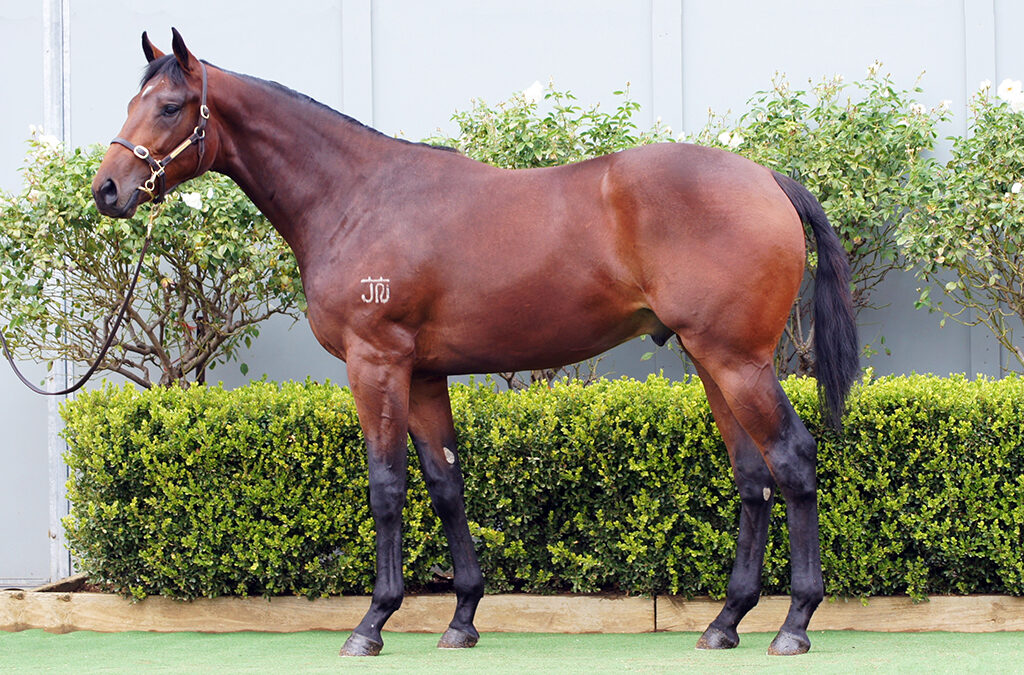 Lot 985: Tassort x Tavivalley (NZ) colt