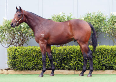 Lot 985: Tassort x Tavivalley (NZ) colt