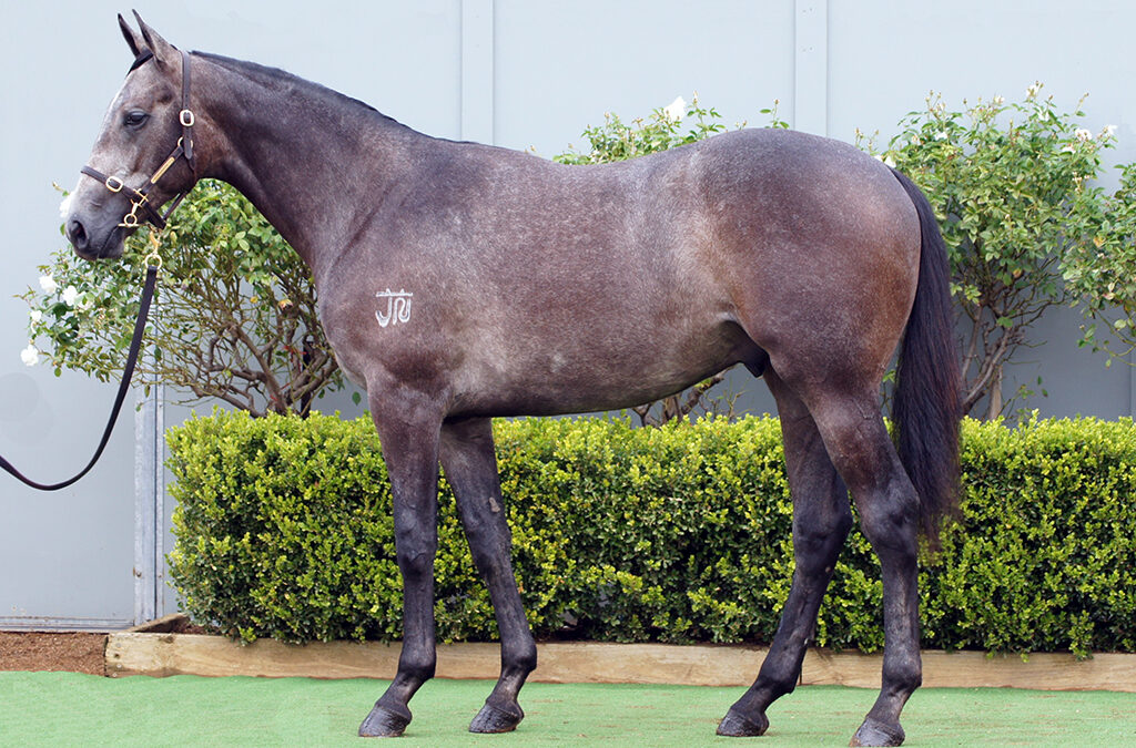 Lot 1003: D’Argento x Wanted Diva colt