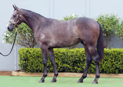 Lot 1003: D’Argento x Wanted Diva colt